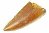 Serrated, Raptor Premaxillary Tooth - Real Dinosaur Tooth #294578-1
